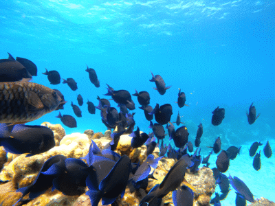 recif-poisson-tropical-snorkeling-image