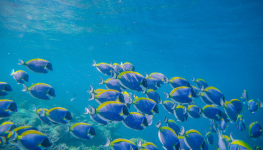 cozumel-poisson-tropical-image