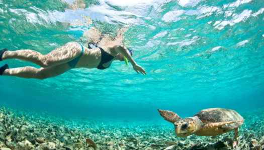 snorkeling-El-Cielo-tortue-image