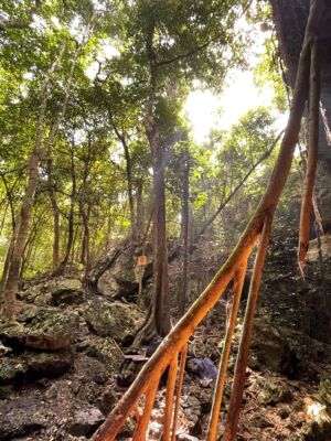 Jungle-nature-playa-del-carmen-image