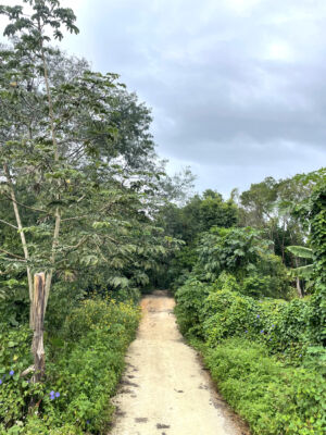 Jungle-route-nature-image