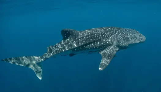 Requins-Baleines-snorkeling-image