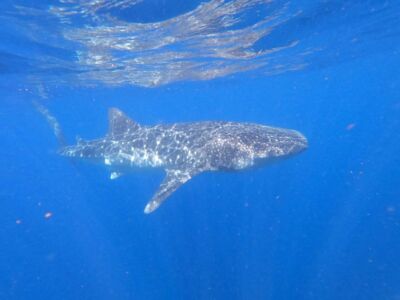 Requins-Baleines-snorkeling-mer-image