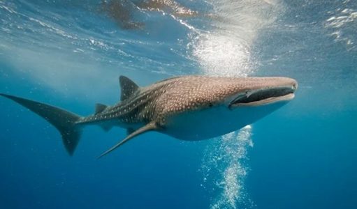 Snorkeling-Requins-Baleines-image