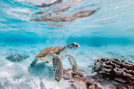 Tortue-el-cielo-snorkeling-image