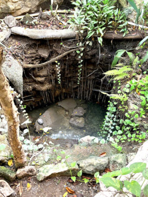 cenote-playa-del-carmen-image