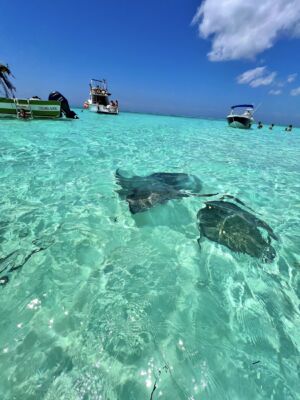 Cozumel-el-cielo-mer-raie-pastenague-image