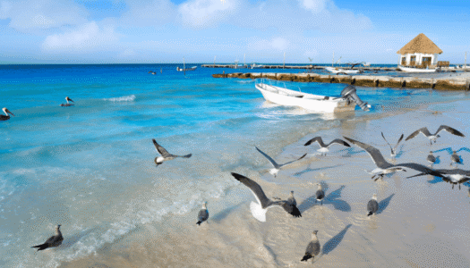 Oiseaux-Holbox-ile-naturelle-image