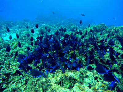 poisson-tropical-cozumel-recif-image