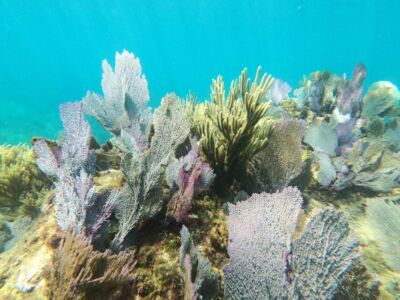 recif-snorkeling-mer-caraïbes-image