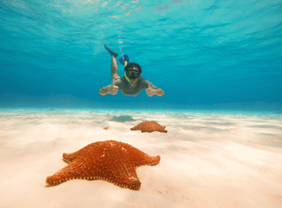 snorkeling-etoile-de-mer-image