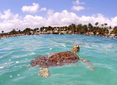 Tortues-Akumal-lagune-image